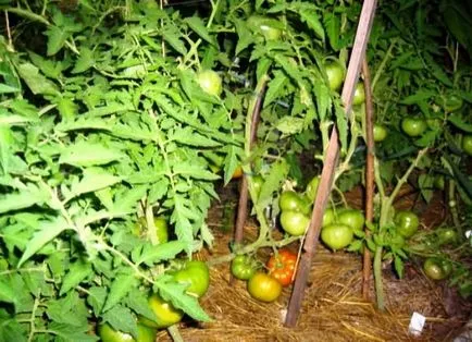 Giants soiuri de tomate