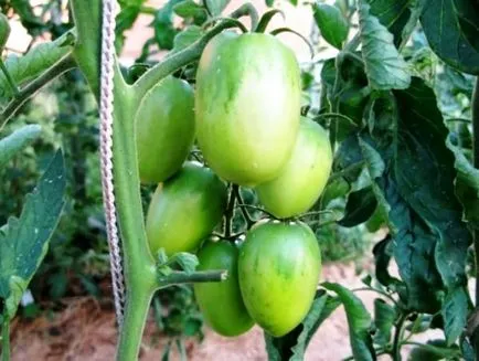 Giants soiuri de tomate