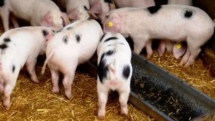Sfaturi pentru porci în creștere la domiciliu