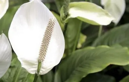 Spathiphyllum (fericire feminin) - plantare și îngrijire la domiciliu, de reproducere, fotografii, ca (aterizare) Spathiphyllum (fericire feminin) - plantare și îngrijire la domiciliu, de reproducere, fotografii, cum