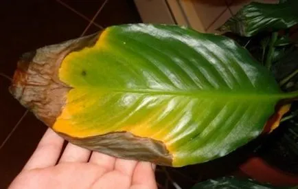 Spathiphyllum (fericire feminin) - plantare și îngrijire la domiciliu, de reproducere, fotografii, ca (acasă) Spathiphyllum (fericire feminin) - plantare și îngrijire la domiciliu, de reproducere, fotografii, cum