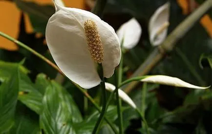 Spathiphyllum (fericire feminin) - plantare și îngrijire la domiciliu, de reproducere, fotografii, ca (aterizare) Spathiphyllum (fericire feminin) - plantare și îngrijire la domiciliu, de reproducere, fotografii, cum