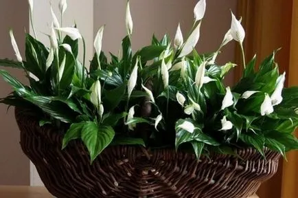 Spathiphyllum (fericire feminin) - plantare și îngrijire la domiciliu, de reproducere, fotografii, ca (acasă) Spathiphyllum (fericire feminin) - plantare și îngrijire la domiciliu, de reproducere, fotografii, cum