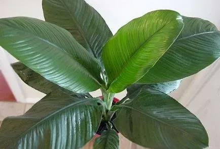Spathiphyllum (fericire feminin) - plantare și îngrijire la domiciliu, de reproducere, fotografii, ca (îngrijire) Spathiphyllum (fericire feminin) - plantare și îngrijire la domiciliu, de reproducere, fotografii, cum