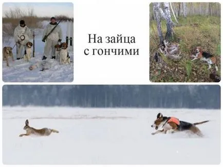 Sfaturi cum să vâneze vânătorul vechi, și de a lua vytselivat iepurele și iepurele Hare cu video (captură) Sfaturi cum să vâneze vânătorul vechi, și de a lua vytselivat iepurele iepurele si iepurele de câmp cu video