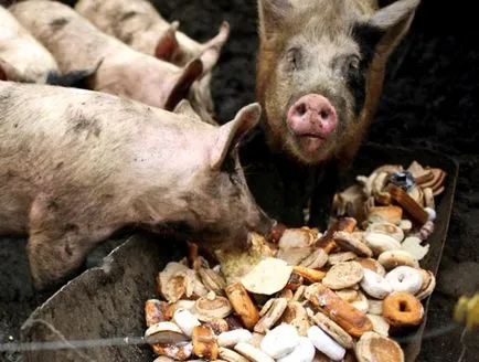 Sfaturi pentru porci în creștere la domiciliu