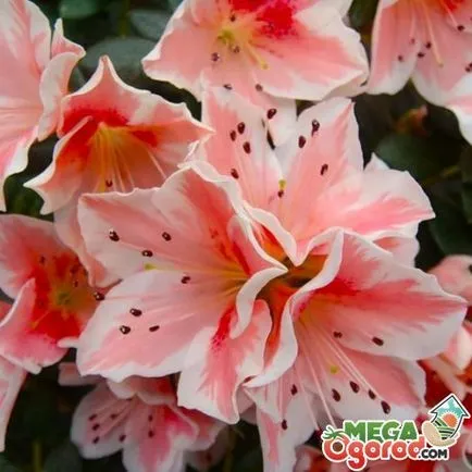 Sfaturi de la grădinari cu experiență, cum să aibă grijă de flori de azalee