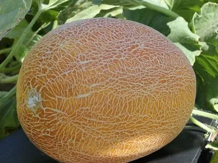 Perioada de răsaduri de plantare pepene