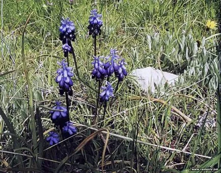 Cu flori albastre - plante și flori
