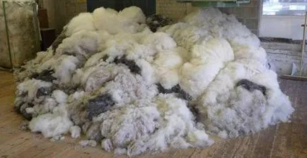 Forfecare oi - oi - reproducție (ovine) Tunsul oilor - oi - reproducție