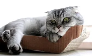 Caracteristici Scottish Fold rasa și regulile de detenție