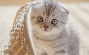 Caracteristici Scottish Fold rasa și regulile de detenție