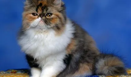 Caracteristici Scottish Fold rasa și regulile de detenție