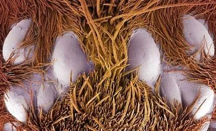 creația Șocant sub microscop
