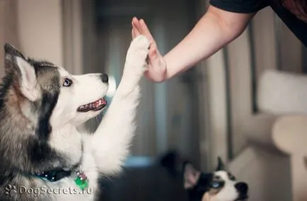 Husky Siberian caracter rasa, de îngrijire, fotografii, clipuri video, pret