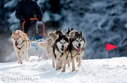 Husky Siberian caracter rasa, de îngrijire, fotografii, clipuri video, pret