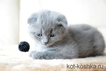 Scottish pisica - o descriere a diferențelor dintre Scottish Fold și pisici pryamouhie (pisici) Scottish pisica - o descriere a diferențelor dintre pisicile Scottish Fold și pryamouhie
