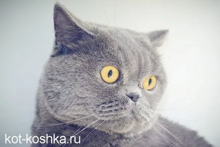 Scottish pisica - o descriere a diferențelor dintre pisicile Scottish Fold și pryamouhie (Fold) Scottish pisica - o descriere a diferențelor dintre pisicile Scottish Fold și pryamouhie