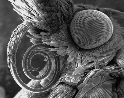 creația Șocant sub microscop