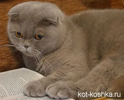 Scottish pisica - o descriere a diferențelor dintre pisicile Scottish Fold și pryamouhie (scoțian) Scottish pisica - o descriere a diferențelor dintre pisicile Scottish Fold și pryamouhie