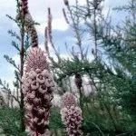 plantare tamariscul, îngrijire, tufiș de reproducere, zi, rezident de vară