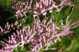 plantare tamariscul, îngrijire, tufiș de reproducere, zi, rezident de vară