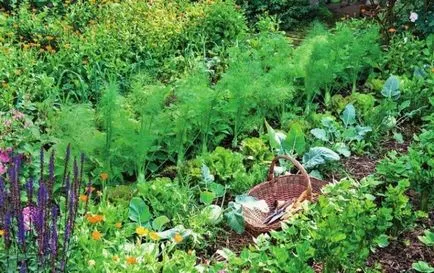 legume de plantare Schema de rotație a culturilor de legume de grădină, de a crea la cabana de vara,