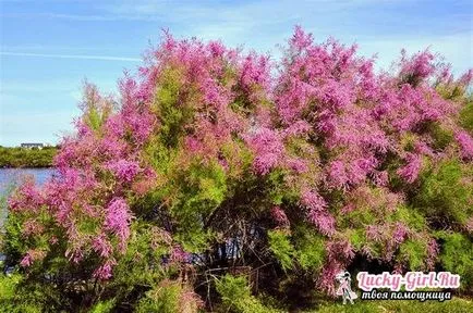plantare TAMARISK și îngrijirea de reproducere arbuști și design de design peisagistic