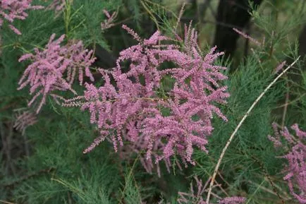 plantare tamariscul și de îngrijire, reproducere, foto și video