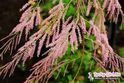 plantare TAMARISK și îngrijirea de reproducere arbuști și design de design peisagistic