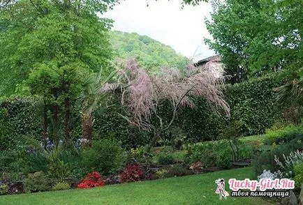plantare TAMARISK și îngrijirea de reproducere arbuști și design de design peisagistic