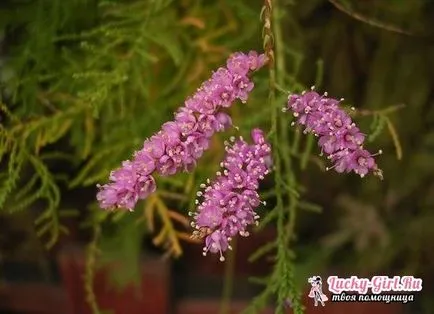 plantare TAMARISK și îngrijirea de reproducere arbuști și design de design peisagistic