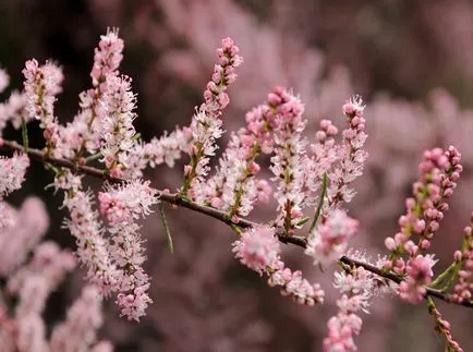 fotografii TAMARISK și specii, de plantare și îngrijire pentru arbuști