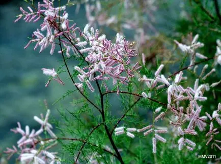 fotografii TAMARISK și specii, de plantare și îngrijire pentru arbuști