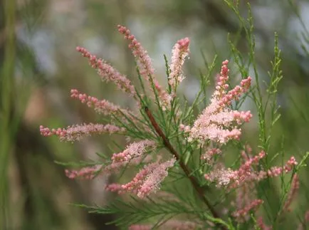 fotografii TAMARISK și specii, de plantare și îngrijire pentru arbuști