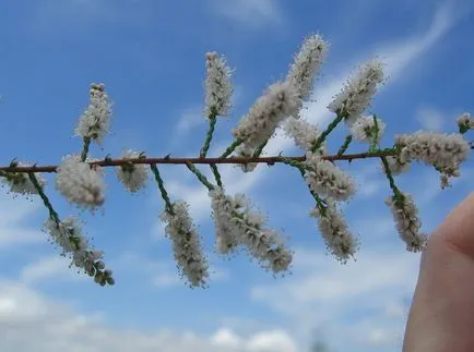 fotografii TAMARISK și specii, de plantare și îngrijire pentru arbuști