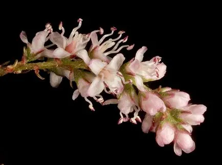 fotografii TAMARISK și specii, de plantare și îngrijire pentru arbuști