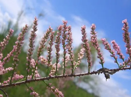 fotografii TAMARISK și specii, de plantare și îngrijire pentru arbuști