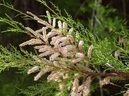 fotografii TAMARISK și specii, de plantare și îngrijire pentru arbuști