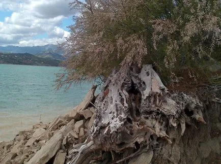 fotografii TAMARISK și specii, de plantare și îngrijire pentru arbuști