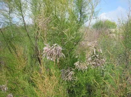 fotografii TAMARISK și specii, de plantare și îngrijire pentru arbuști
