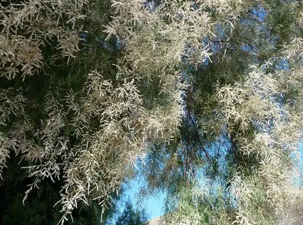 fotografii TAMARISK și specii, de plantare și îngrijire pentru arbuști