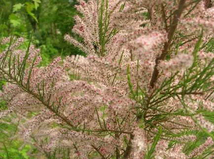 fotografii TAMARISK și specii, de plantare și îngrijire pentru arbuști