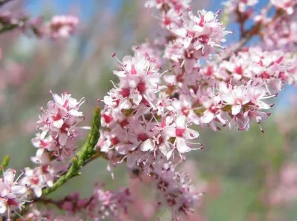 fotografii TAMARISK și specii, de plantare și îngrijire pentru arbuști