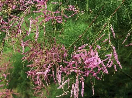 fotografii TAMARISK și specii, de plantare și îngrijire pentru arbuști