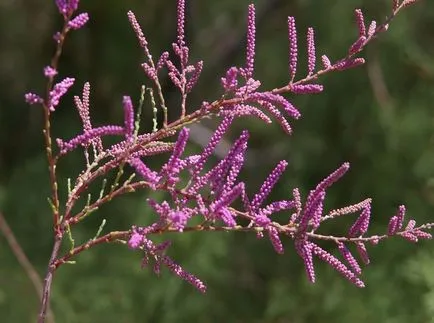 fotografii TAMARISK și specii, de plantare și îngrijire pentru arbuști