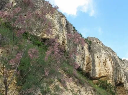 fotografii TAMARISK și specii, de plantare și îngrijire pentru arbuști
