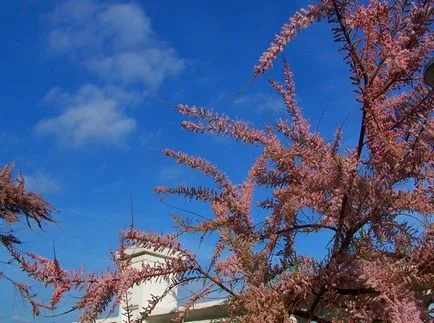 fotografii TAMARISK și specii, de plantare și îngrijire pentru arbuști