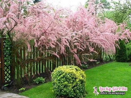 plantare TAMARISK și îngrijirea de reproducere arbuști și design de design peisagistic