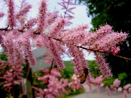 plantare tamariscul și de îngrijire, reproducere, foto și video